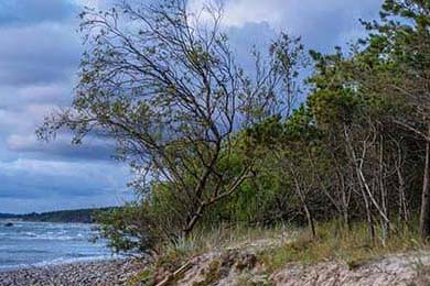 沙漠里种出“致富果”